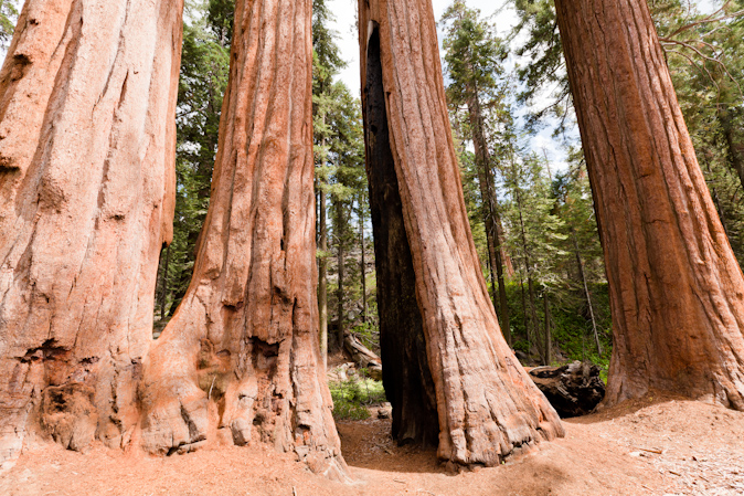sequoia-yosemite-14