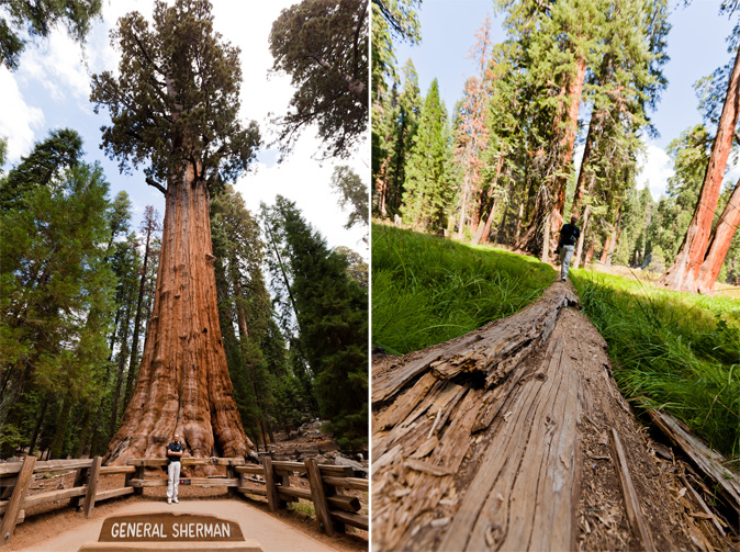 sequoia-yosemite-52