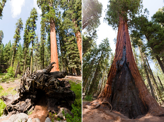 sequoia-yosemite-53