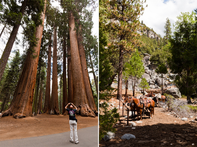 sequoia-yosemite-55